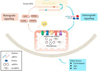 Pathogenic mitochondrial DNA 3243A>G mutation: From genetics to phenotype